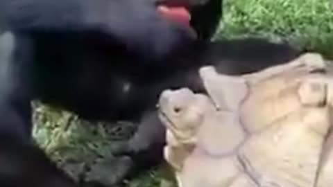 CHIMPU SHARING AN APPLE WITH BEST FRIEND TORTO AND PLAYING🥰🥰