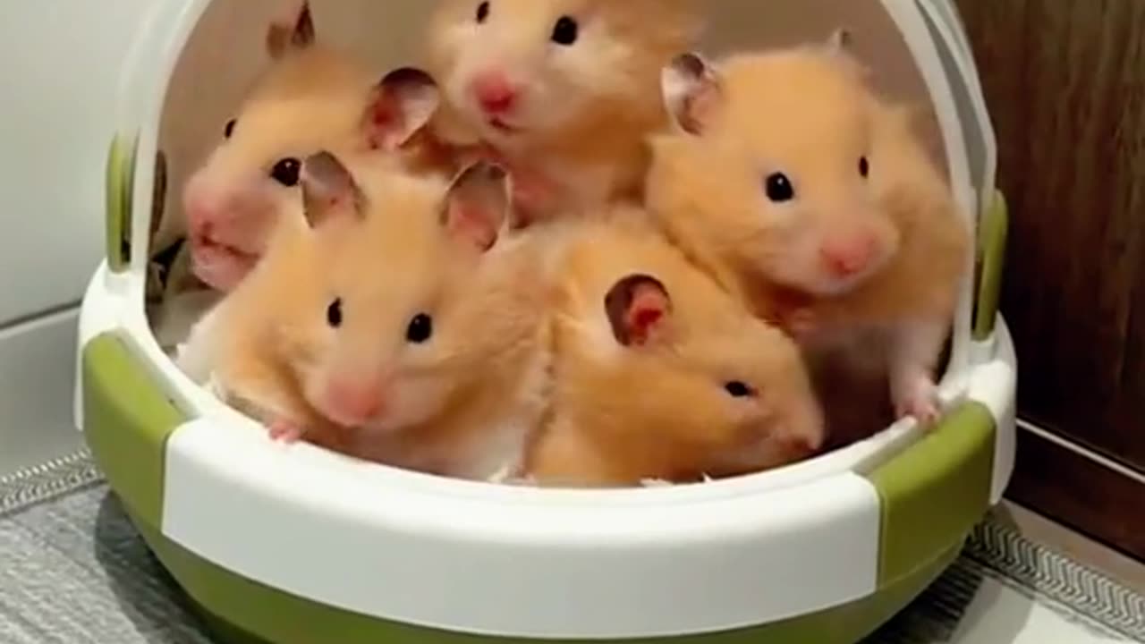 Rubbite hamsters hamstersoftiktok hamster cute adorabl.