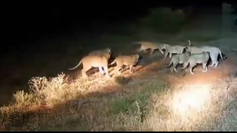 Watch as Lions pick the wrong porcupine tomess#wildanimals#