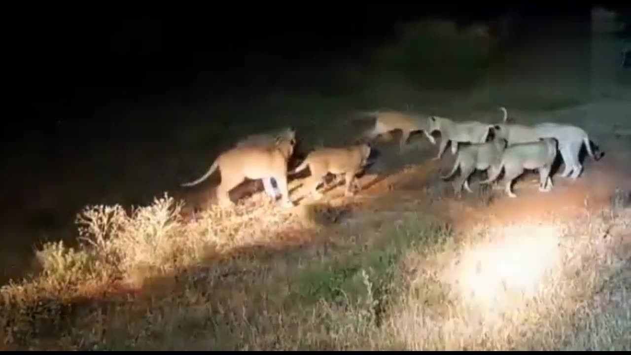 Watch as Lions pick the wrong porcupine tomess#wildanimals#