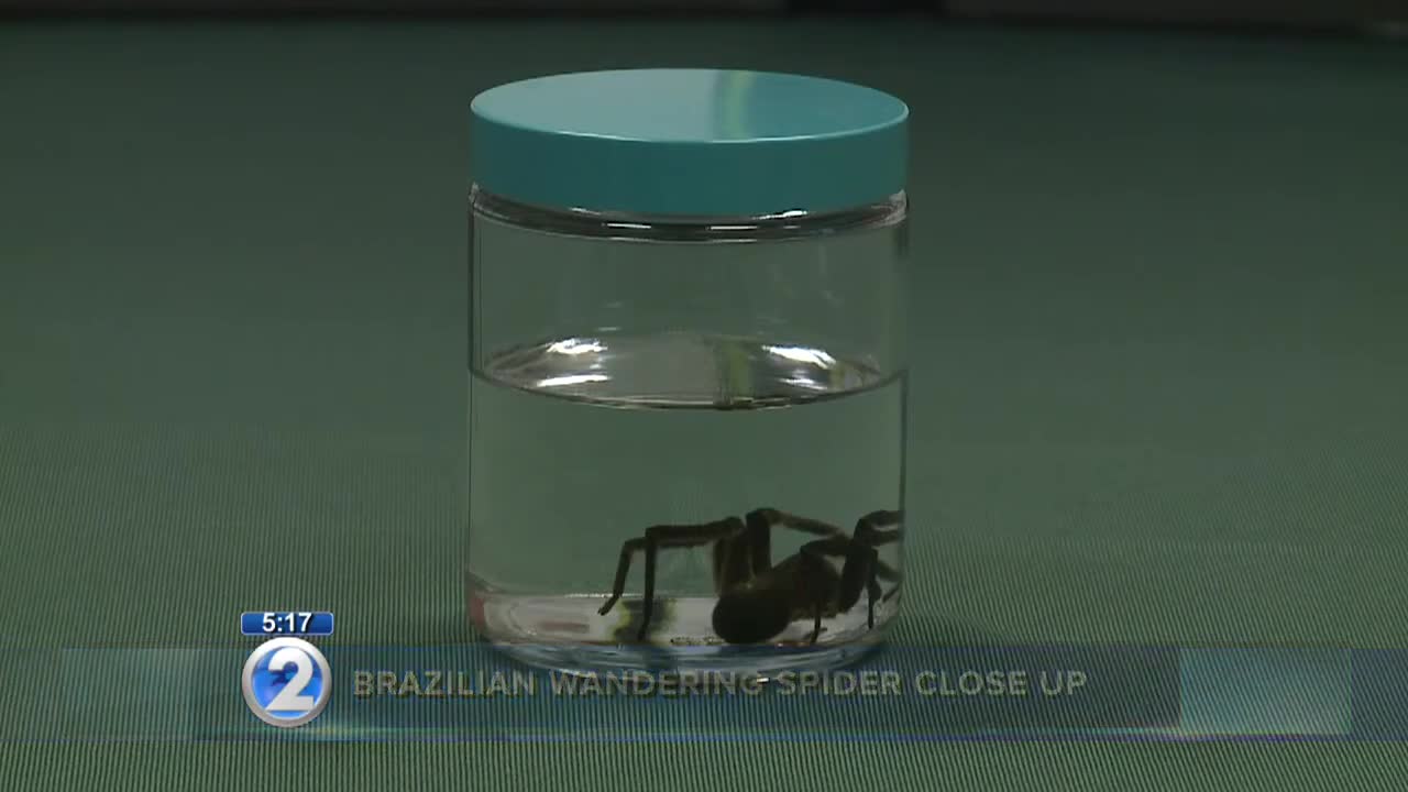 Closer look at venomous spider caught in Honolulu