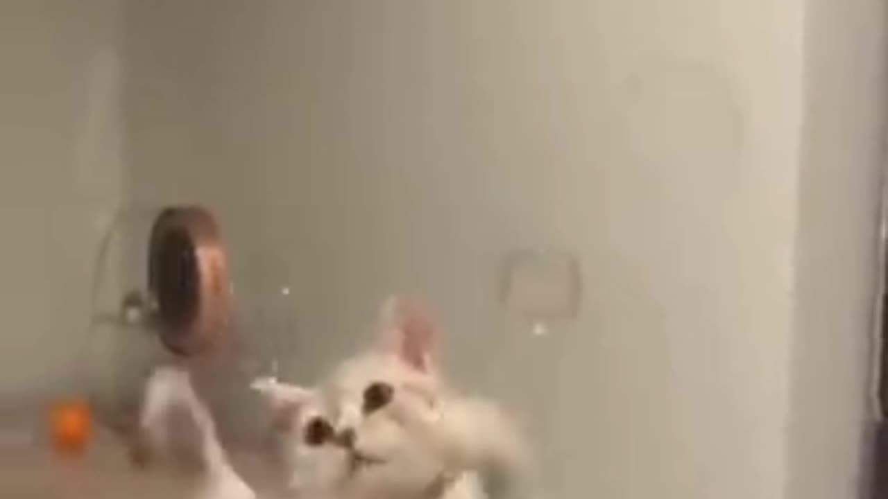 Funny cat and kittens 😂 she hit me when mama using cycle