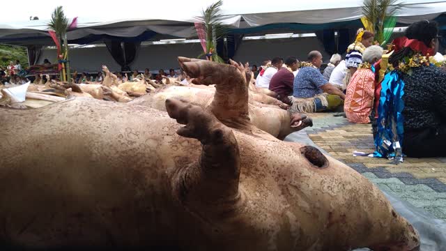 Cooked Pigs Polynesian wedding