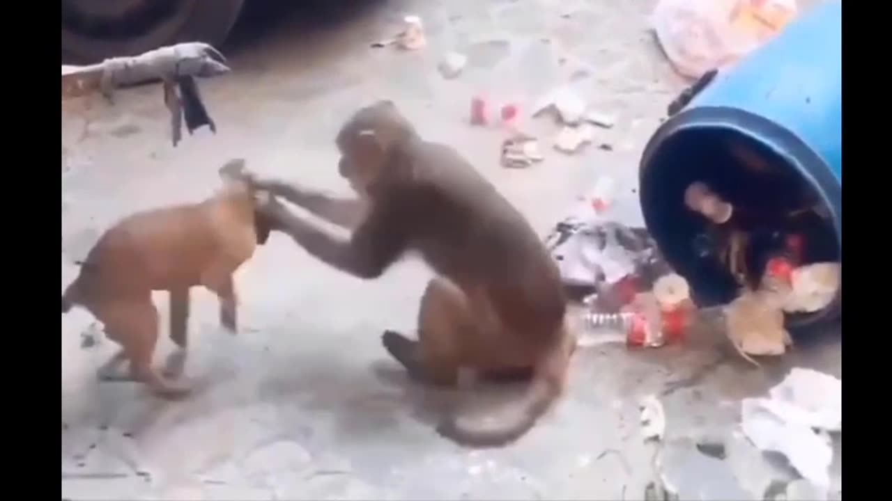 Amezing Funny 😁Video Dog 🐶 with Monkey 🐒