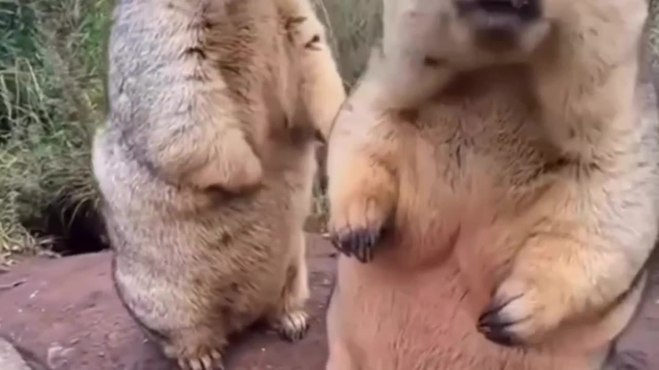 Funny 🦥 animal 🤣 video