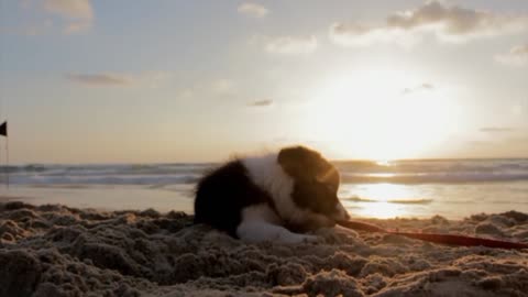 Cute puppy at sunrise