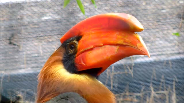 happy parrot, happy world