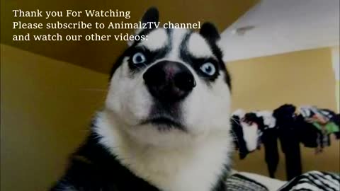 ANIMAUX DRÔLES nous fera RIRE extrêmement dur - Funny DOGS et CATS Compilation
