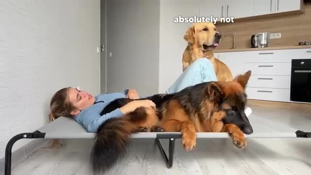 Funny Human Stealing Dogs Bed