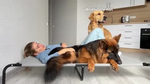 Funny Human Stealing Dogs Bed