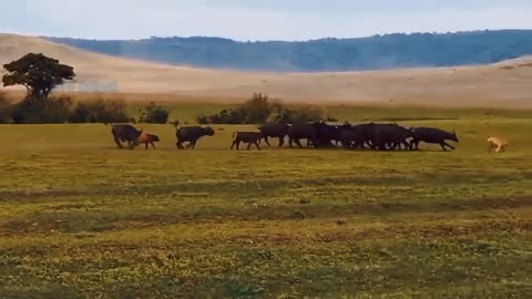 hippopotamus attacks lions to express anger