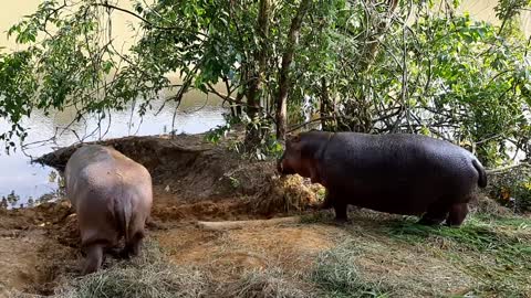 Watch these amazing Hippos