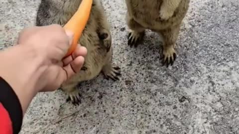 Groundhog eating carrot 🥕