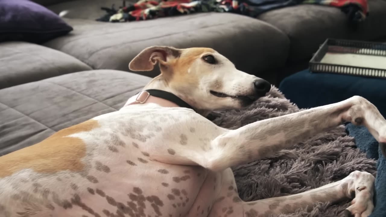 my dog is playing with blankets and warm clothes