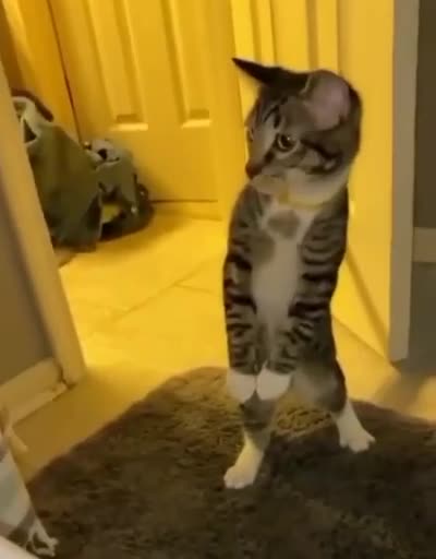 KITTEN DISCOVERS A PURPOSE IN THE BATHTUB