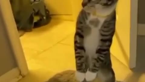KITTEN DISCOVERS A PURPOSE IN THE BATHTUB