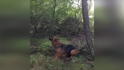 Funny Cats & Dogs Videos | Funny video
