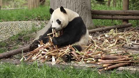 The lovely giant panda likes to eat bamboo.