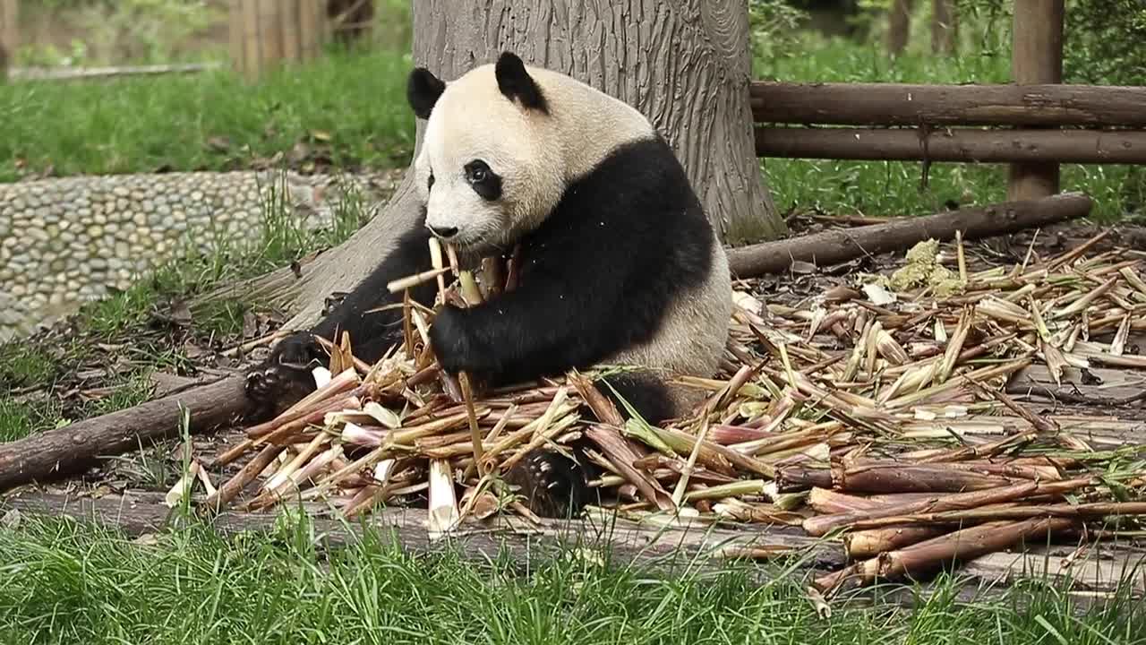 The lovely giant panda likes to eat bamboo.