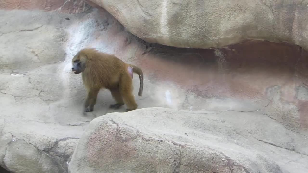 brookfield zoo baboon island