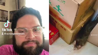 Funny Pets Reaction