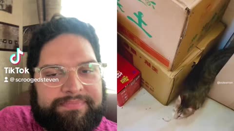 Funny Pets Reaction