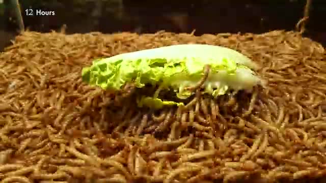 Mealworms eating green apple, peppers and lettuce - worms!_Cut