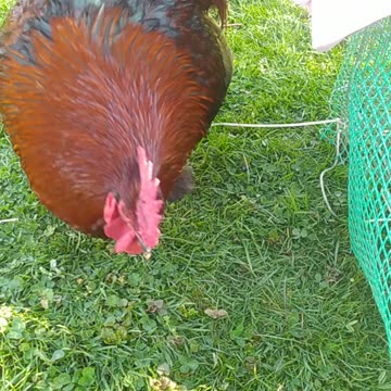 Goldi and her chicken children 🐓🐤🐤🐤🐤