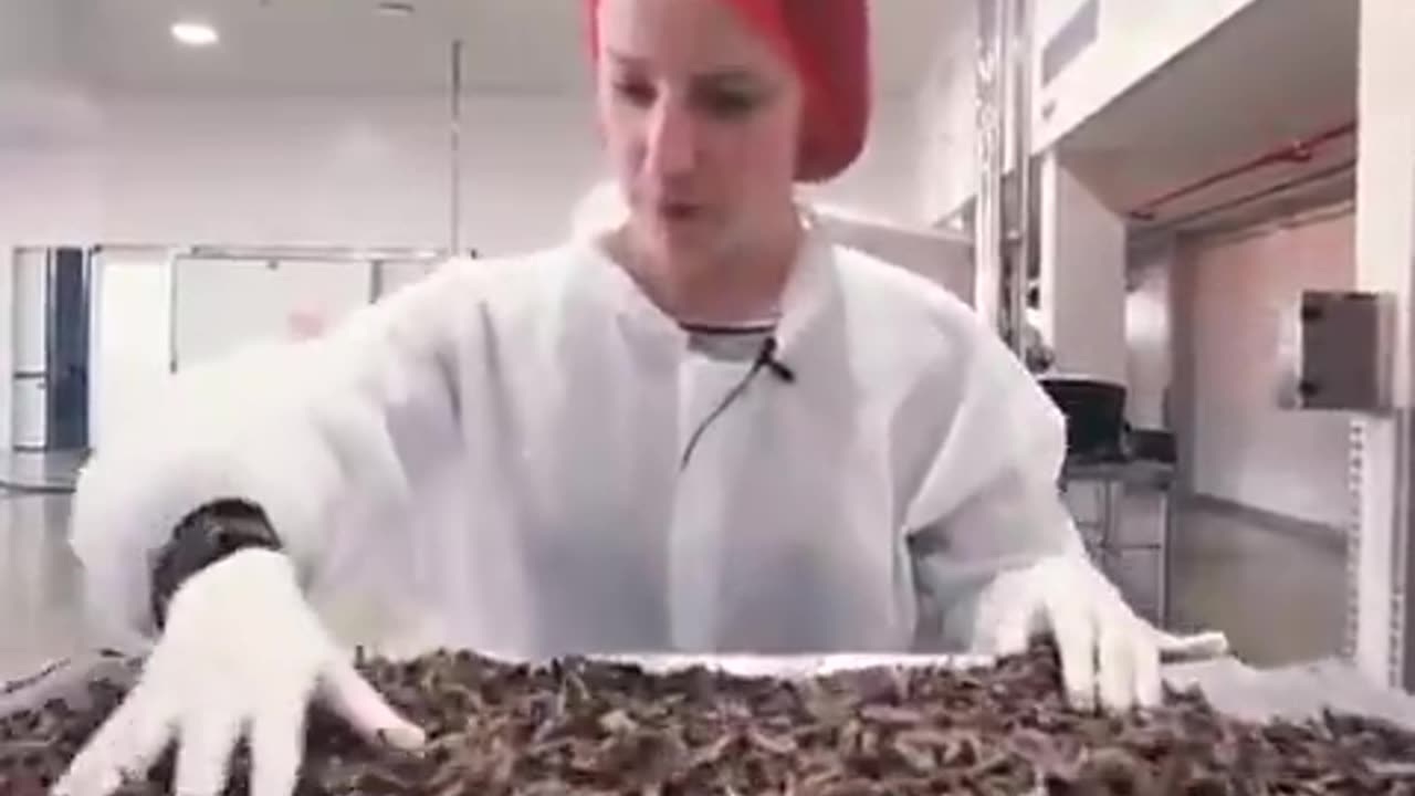 Ice cream made from insects.mp4