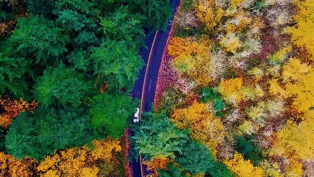 The beautiful road in beautiful forest