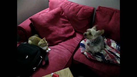 Funny cat and dog home #93 Try Not To Laugh Cat & Dog Vines compilation Videos