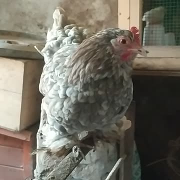 Good night, singing Marlena 😴🐔