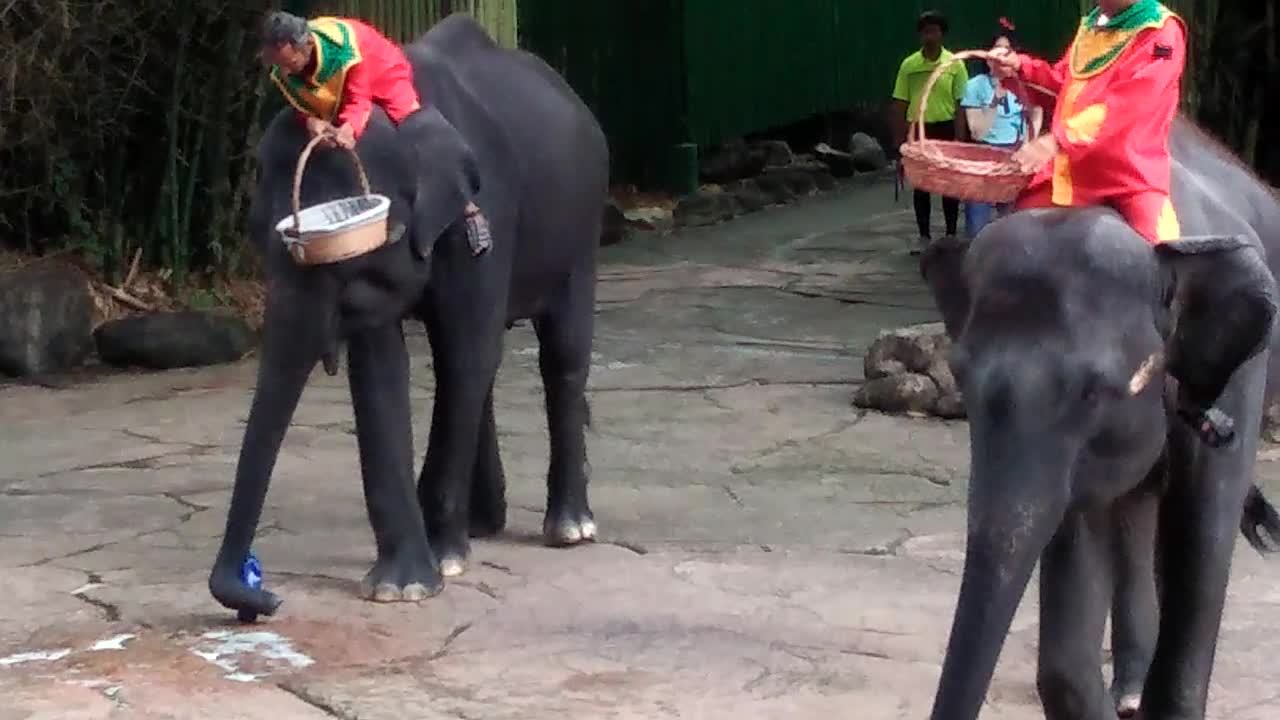 Elephant Show in Bangkok