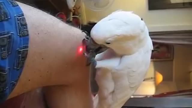 owner playing with his bird