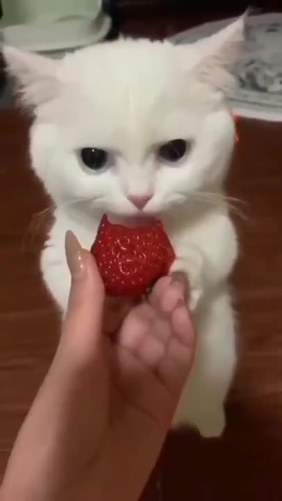 funny cat#cat #shorts