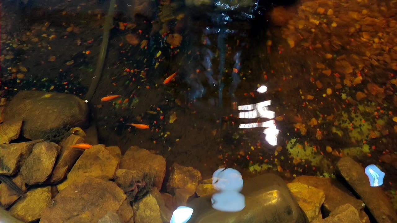 🐠 ☘️