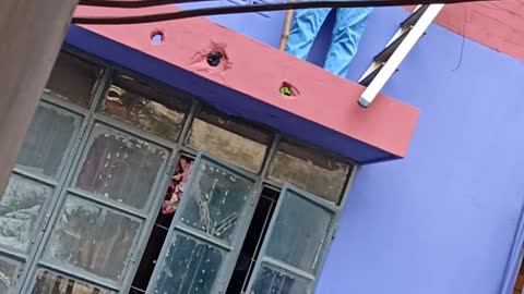 Mama Cat Rescued From Building Ledge