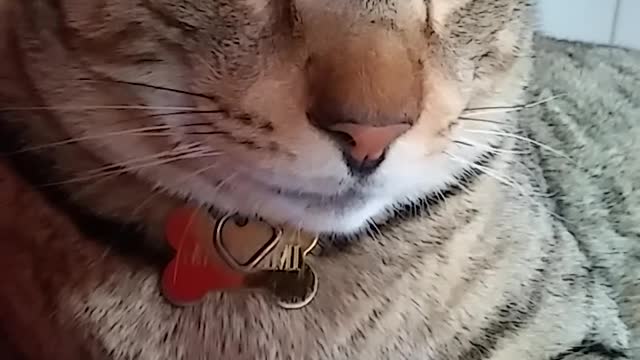 THE MARINE CAT PART 1