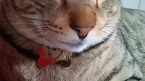 THE MARINE CAT PART 1