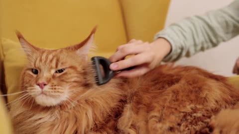 Hair cut Aww cute pets.Don't miss video