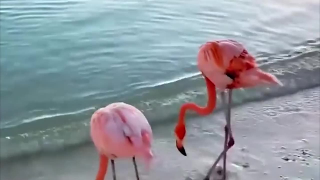 Funny birds video