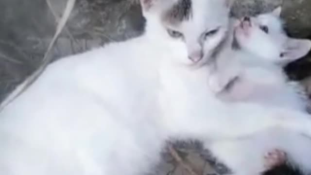 Cute kitten with mom...