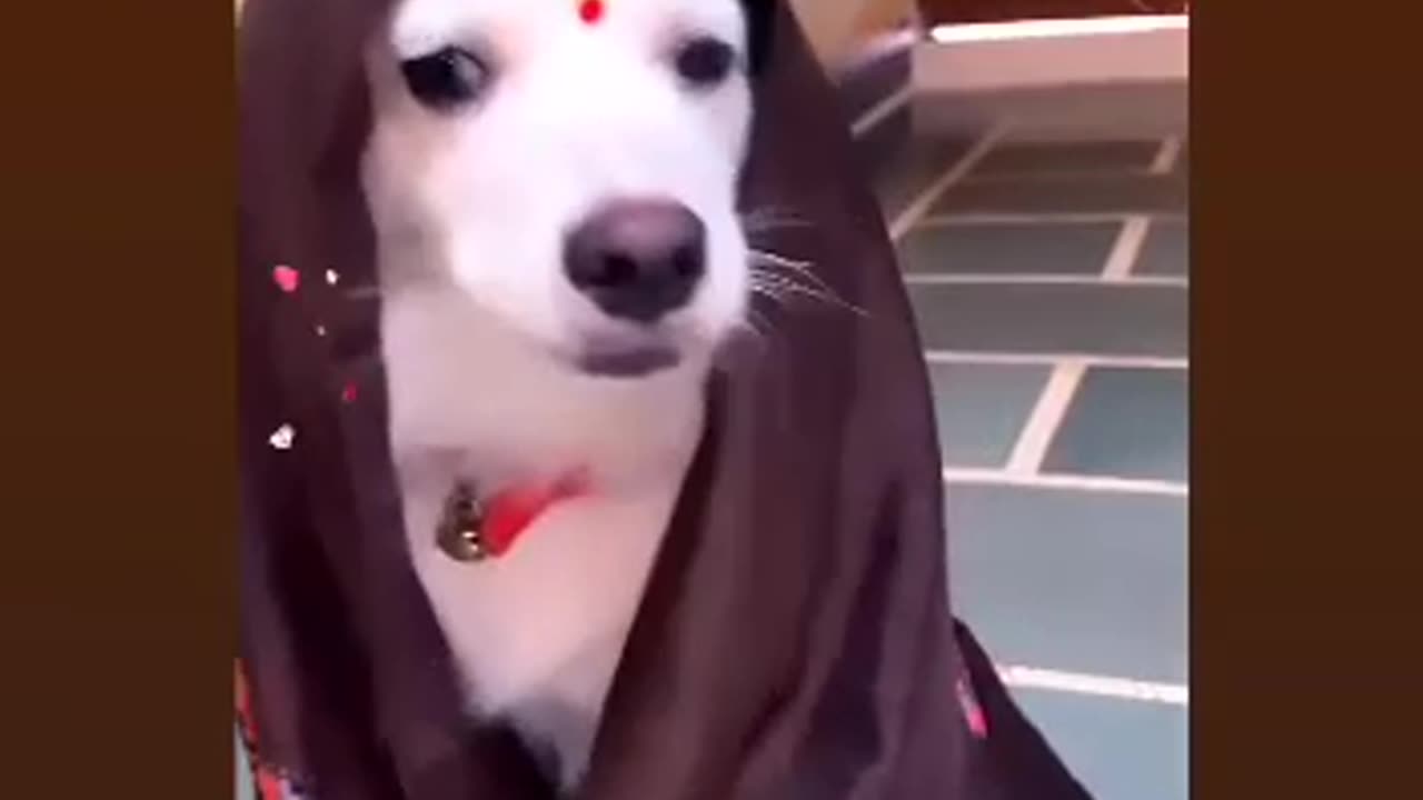 🐕 dog video very funny