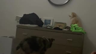 When Your Dog Wants to Parkour