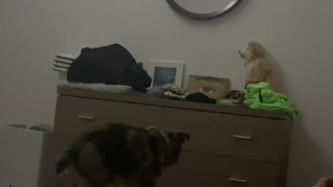 When Your Dog Wants to Parkour