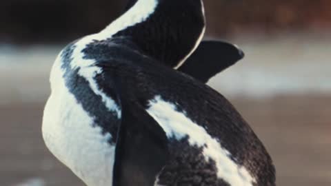 Watch the penguin on the seashore in high quality 4k