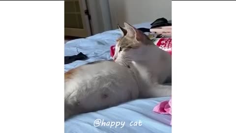 Cute cat videos watch and after watching 100%laugh new videos