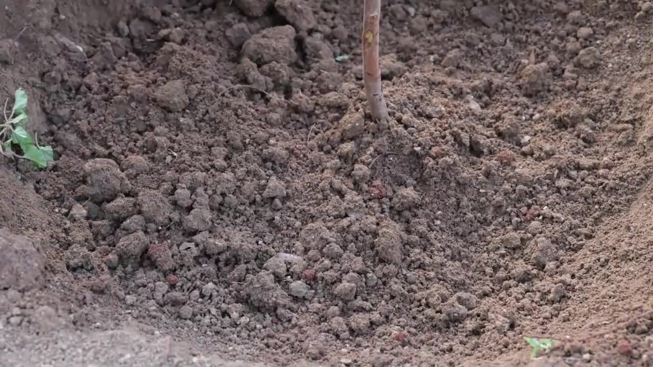 Cashew Cultivation and Cashew Nut Harvesting in My Village-9