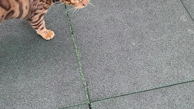 Friendly and lost visitor