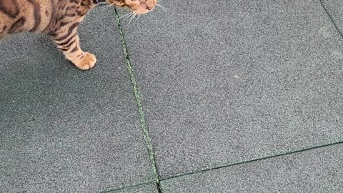 Friendly and lost visitor
